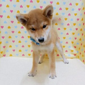 Alternative view of 柴