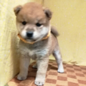 Alternative view of 柴