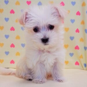 Alternative view of ミックス犬