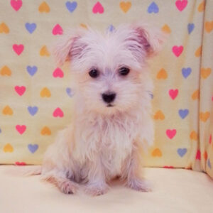 Alternative view of ミックス犬