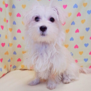 Alternative view of ミックス犬