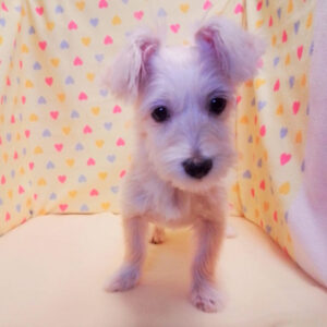 Alternative view of ミックス犬