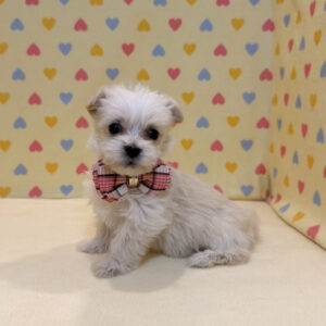 Alternative view of ミックス犬