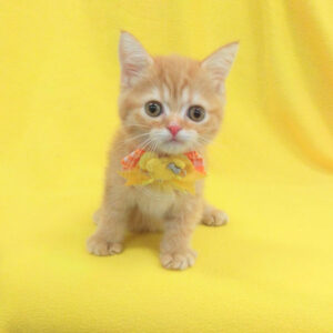 Alternative view of マンチカン