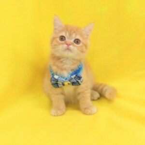 Alternative view of マンチカン