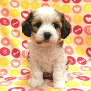 Alternative view of ミックス犬