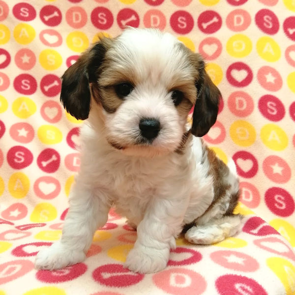 ミックス犬 - 画像 (3)