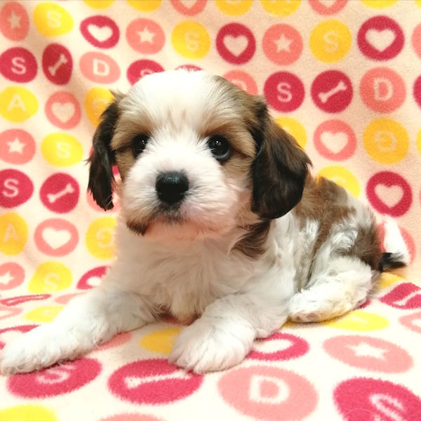 ミックス犬 - 画像 (4)