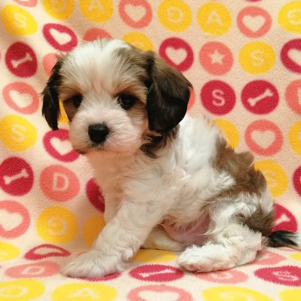 ミックス犬 - 画像 (5)