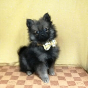 Alternative view of ポメラニアン