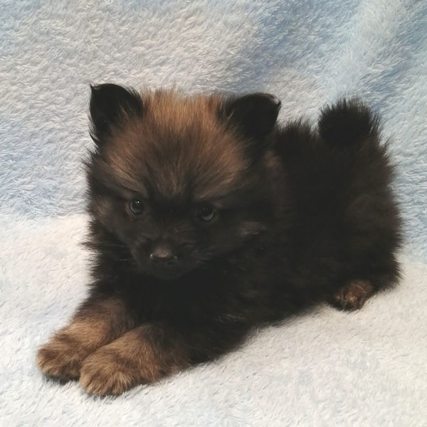 ポメラニアン - 画像 (2)