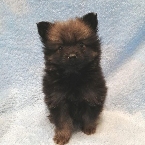 ポメラニアン - 画像 (4)