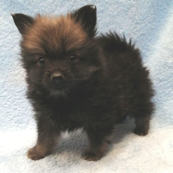 ポメラニアン - 画像 (5)