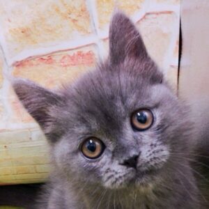 スコティッシュ・フォールド