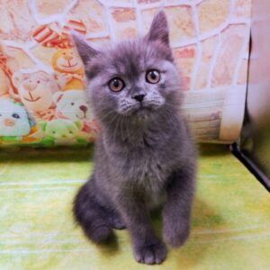 Alternative view of スコティッシュ・フォールド