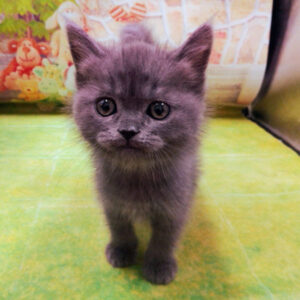 Alternative view of スコティッシュ・フォールド