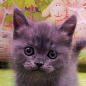 スコティッシュ・フォールド