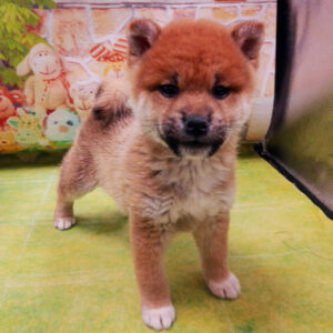 Alternative view of 柴