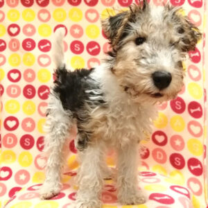 Alternative view of ワイアー・フォックス・テリア