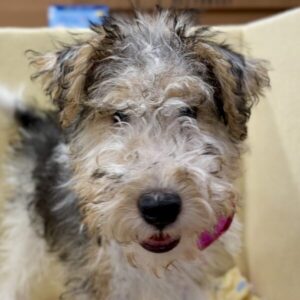 ワイアー・フォックス・テリア