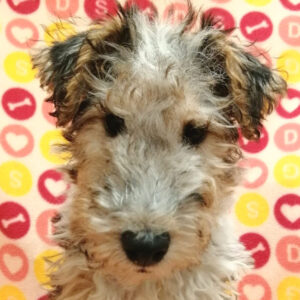 ワイアー・フォックス・テリア