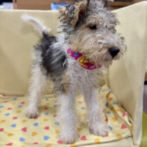 Alternative view of ワイアー・フォックス・テリア