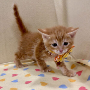 Alternative view of マンチカン