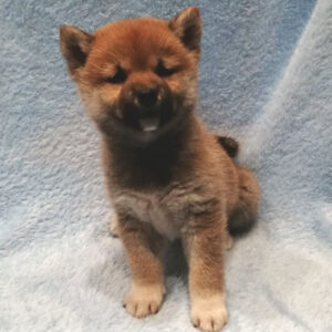 Alternative view of 柴