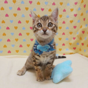 Alternative view of ベンガル