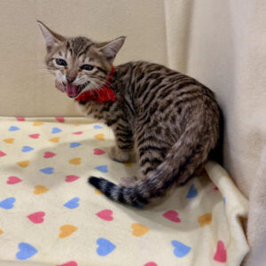 Alternative view of ベンガル