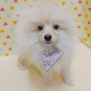 Alternative view of ポメラニアン