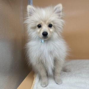 Alternative view of ポメラニアン