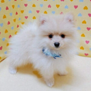 Alternative view of ポメラニアン