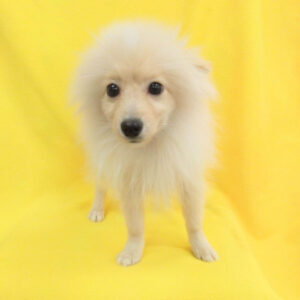 Alternative view of ポメラニアン