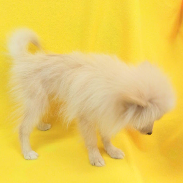 ポメラニアン - 画像 (3)