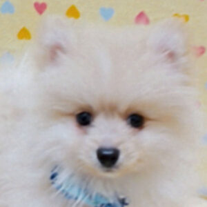 ポメラニアン