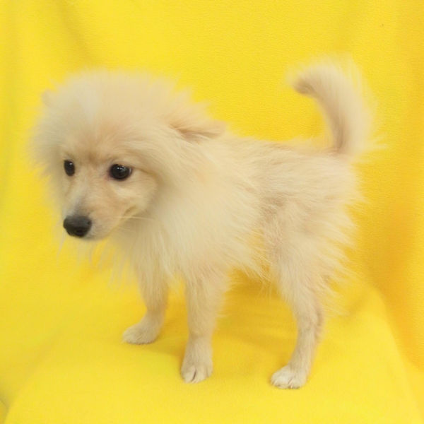 ポメラニアン - 画像 (4)