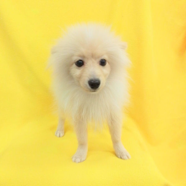 ポメラニアン - 画像 (5)