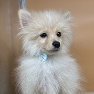 ポメラニアン