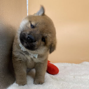 Alternative view of 柴