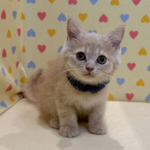 Alternative view of マンチカン