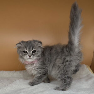 Alternative view of スコティッシュ・フォールド