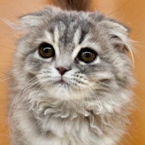 スコティッシュ・フォールド