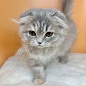 Alternative view of スコティッシュ・フォールド