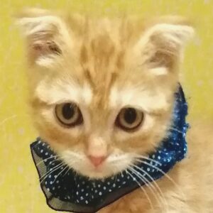 スコティッシュ・フォールド