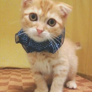 Alternative view of スコティッシュ・フォールド