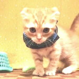 Alternative view of スコティッシュ・フォールド