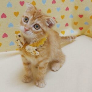 Alternative view of スコティッシュ・フォールド