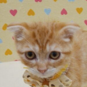 スコティッシュ・フォールド