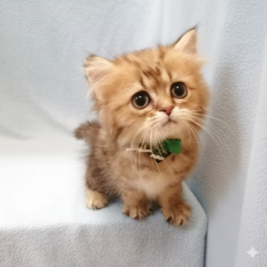 Alternative view of ミヌエット